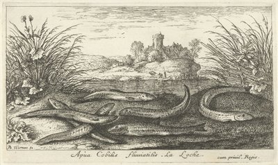 Lochas en la orilla de un río Apua Cobitis fluuitilis. LaLoche. (título en el objeto) Peces y otras criaturas marinas: segunda serie de agua dulce (título de la serie) Seconde partie de Poissons d