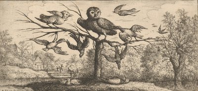 Monedula, Chouëtte El Búho: Libro de Aves, 1655-1660 de Albert Flamen