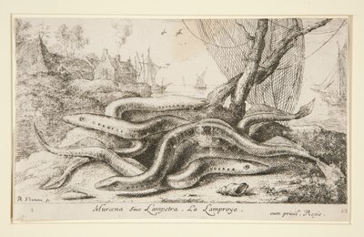 Muraena o Lampetra. La Lamproye de Albert Flamen