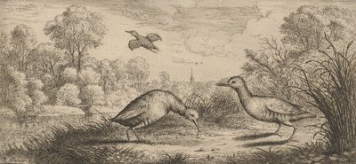 Ortygometra, Ralle El Rail: Libro de Aves, 1655-1660 de Albert Flamen