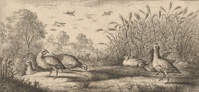 Perdix rubra, Perdix rouge La perdiz de patas rojas: Libro de aves..., 1655-1660 de Albert Flamen