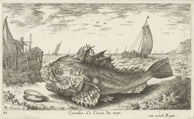 Poon en la playa Cuculus. Le Coccu de mer (título sobre objeto) Peces y otras criaturas marinas: primera serie de agua salada (título de la serie) Diverse Especes de Poissons de mer (título de serie) de Albert Flamen