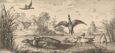 Querquedula, Cercelle El Cerceta: Libro de Aves, 1655-1660 de Albert Flamen