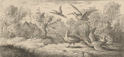 Rusticula, Beccasse El Zorzal: Libro de Aves de Albert Flamen