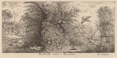 Rusticula minor, El agachadiza de Albert Flamen