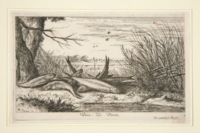 The Loach, de la segunda parte de la serie Fresh Water Fish. de Albert Flamen