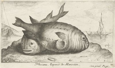 Dos marsopas en la playa Phoca Na, Espèce de Marsoüin, (título sobre objeto) Peces y otras criaturas marinas: tercera serie de agua salada (título de la serie) Poissons de mer (título de la serie) de Albert Flamen