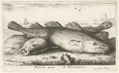 Dos bacalaos en la playa molucius piscis. Le Morue Fraiche. (título en el objeto) Peces y otras criaturas marinas: segunda serie de agua salada (título de la serie) Poissons de mer (título de la serie) de Albert Flamen