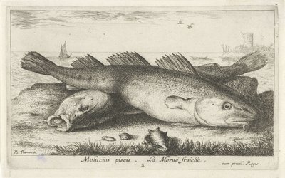 Dos bacalaos en la playa molucius piscis. Le Morue Fraiche. (título en el objeto) Peces y otras criaturas marinas: segunda serie de agua salada (título de la serie) Poissons de mer (título de la serie) de Albert Flamen