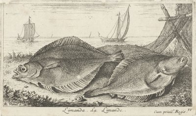 Dos dabs en la playa limanda. La Limanda. (título en el objeto) Peces y otras criaturas marinas: tercera serie de agua salada (título de la serie) Poissons de mer (título de la serie) de Albert Flamen