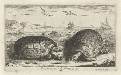 Dos tortugas en la playa Testudo marina; La Tortuë de Mer (título sobre objeto) Peces y otras criaturas marinas: segunda serie de agua salada (título de la serie) Poissons de mer (título de la serie) de Albert Flamen