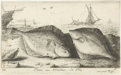 Dos sollas en la playa Flesus siue Fleteletus. La flez. (título en el objeto) Peces y otras criaturas marinas: primera serie de agua salada (título de la serie) Diverse Especes de Poissons de mer (título de serie) de Albert Flamen