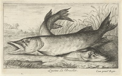 Dos picas en la orilla de un río Lucio. Le Brochet. (título en el objeto) Peces y otras criaturas marinas: primera serie de agua dulce (título de la serie) Diverse Especes de Poissons d