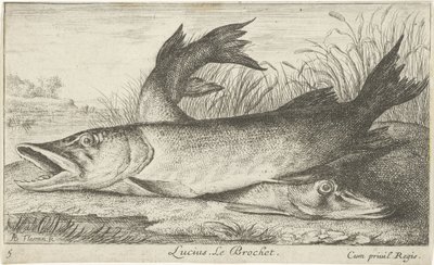 Dos lucios en la orilla de un río
Lucius. Le Brochet (título en el objeto).
Peces y otros animales marinos - agua dulce primera serie (título de la serie)
Diverses Especes de Poissons d