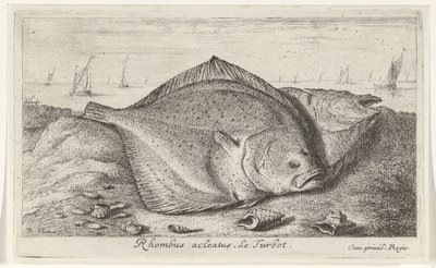 Dos rodaballos en la playa Rombo acleato. El rodaballo. (título en el objeto) Peces y otras criaturas marinas: tercera serie de agua salada (título de la serie) Poissons de mer (título de la serie) de Albert Flamen