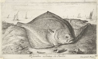 Dos rodaballos en la playa Rombo acleato. El rodaballo. (título en el objeto) Peces y otras criaturas marinas: tercera serie de agua salada (título de la serie) Poissons de mer (título de la serie) de Albert Flamen
