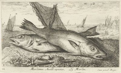 Dos pescadillas en la playa
Merlanus. Especie de Aselli, Le merlan. (título en el objeto)
Peces y otros animales marinos - agua salada primera serie (título de la serie)
Diverses Especes de Poissons de mer (título de la serie) de Albert Flamen