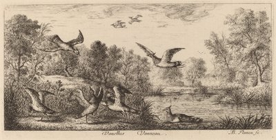 Vanellus, la avefría de Albert Flamen
