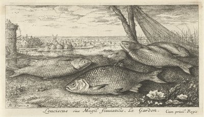 Cuatro cucarachas en una red de pesca Leuciscus siue Mugil fluuiatilus. Le Gardón. (título en el objeto) Peces y otras criaturas marinas: primera serie de agua dulce (título de la serie) Diverse Especes de Poissons d