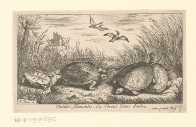 Cuatro tortugas de agua dulce entre hierbas y juncos
Testudo fluviatilis, La Tortuë d
