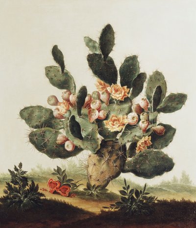 Naturaleza muerta de un cactus de Albert van der Eeckhout