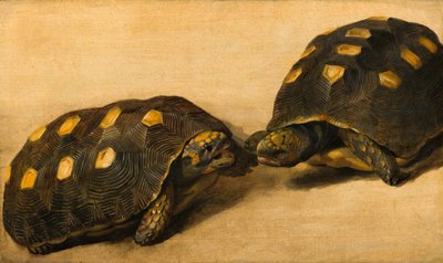 Estudio de dos tortugas brasileñas, c.1640 de Albert van der Eeckhout