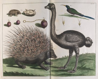 Erizo de Malaca, Erinaceus malaccensis, y Avestruz, Struthio carmelis de Albertus Seba