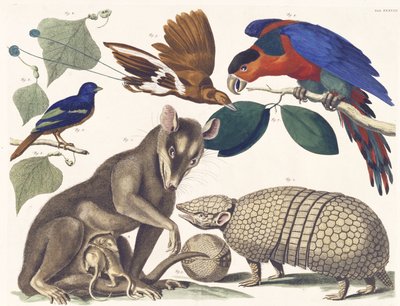Tab. XXXVIII. Vol. I., de Locupletissimi Rerum Naturalium Thesauri, 1734-65 (grabado coloreado a mano) de Albertus Seba