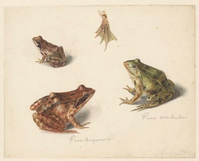 Hoja con estudio de una rana terrestre marrón a la derecha, rana acuática verde a la izquierda de Albertus Steenbergen