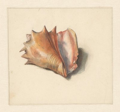 Estudio de una concha de Albertus Steenbergen