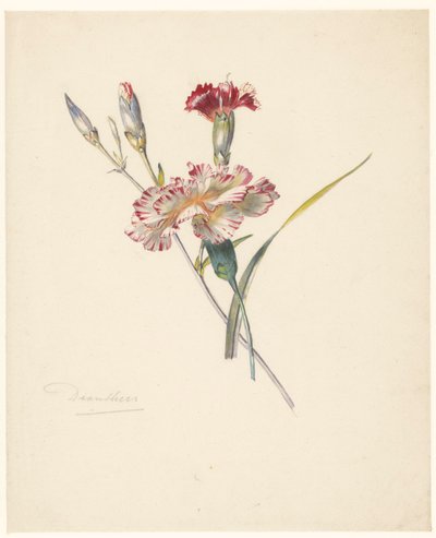 Hoja de estudio del clavel de Albertus Steenbergen
