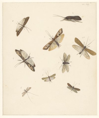 Hoja de estudio con ocho polillas de Albertus Steenbergen