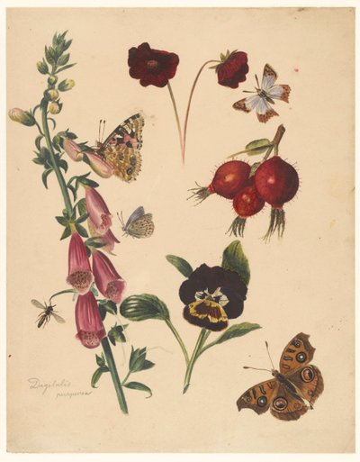 Hoja de estudio con flores y mariposas de Albertus Steenbergen