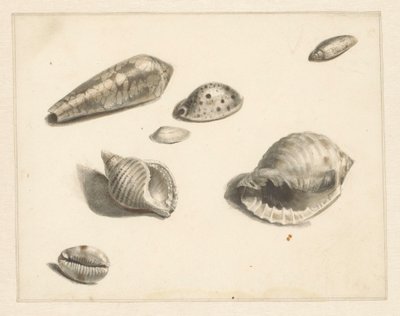 Hoja de estudio con varias conchas de Albertus Steenbergen