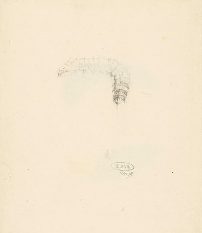 Hoja de estudio con oruga, Lasiocampa Quireifolia de Albertus Steenbergen
