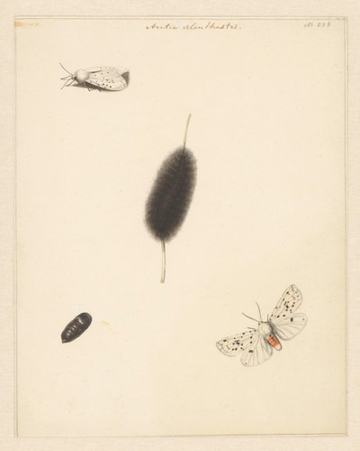 Ficha de estudio que muestra la oruga, el capullo y la polilla con las alas desplegadas de Aretia Menthastri de Albertus Steenbergen