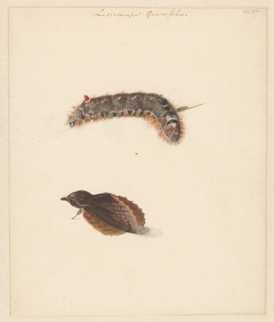 Hoja de estudio con oruga y polilla, Lasiocampa Quireifolia de Albertus Steenbergen