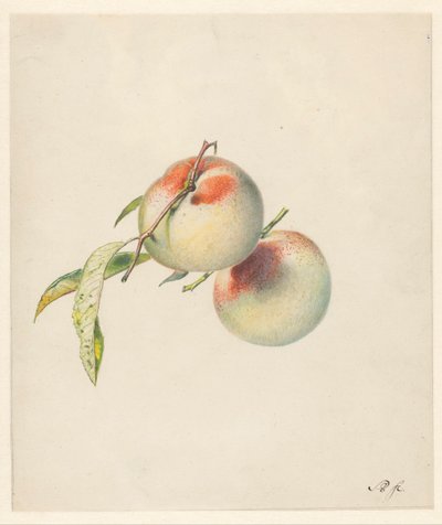 Dos melocotones en sus tallos de Albertus Steenbergen