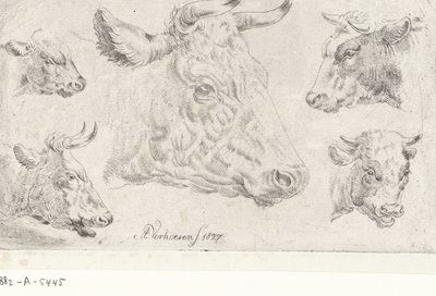 Cinco cabezas de vacas de Albertus Verhoesen