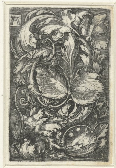 Ornamento con bladranken de Albrecht Altdorfer