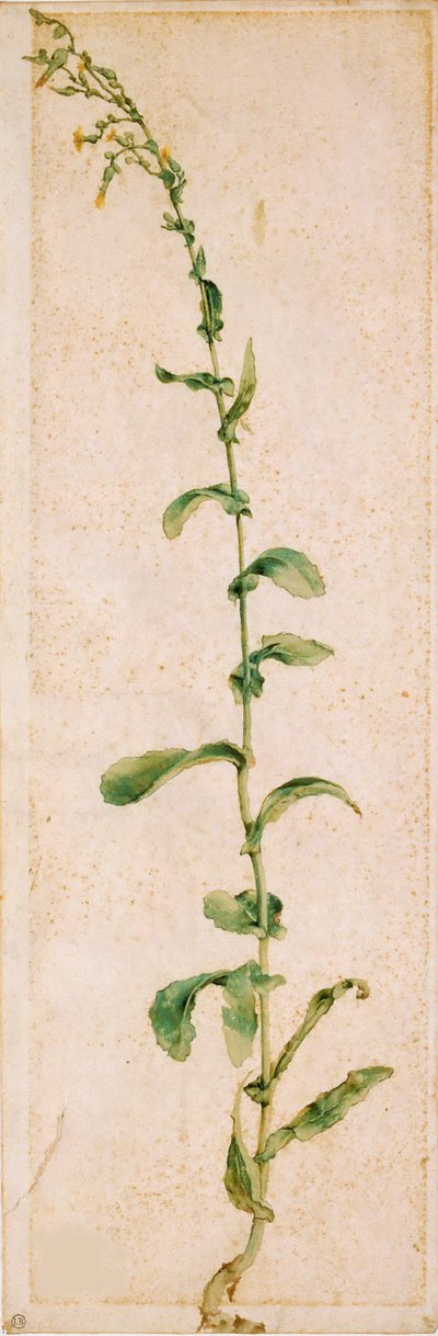 Una Planta de Tabaco de Albrecht Dürer