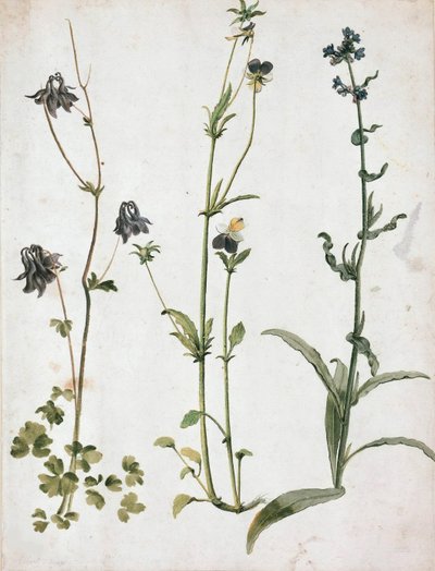 Akelei, Stiefmütterchen und Ochsenzunge, primer cuarto del siglo XVI de Albrecht Dürer