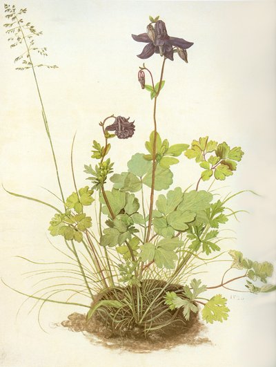 Albrecht D Columbine de Albrecht Dürer