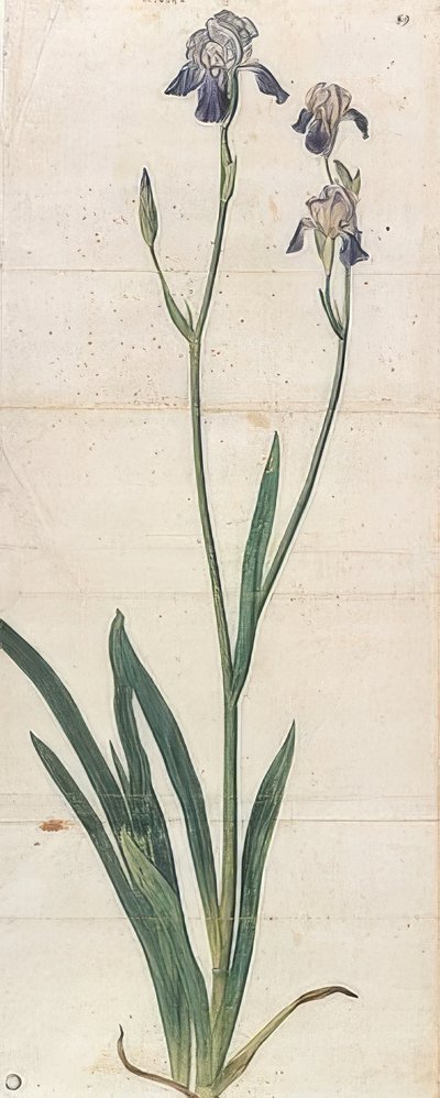 Lirio de espada azul floreciente - Iris Germanica (¿Iris Trojana?) de Albrecht Dürer