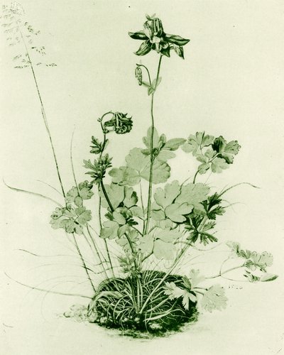 Columbina de Albrecht Dürer