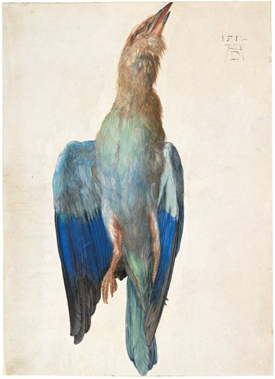 Carraca azul muerta de Albrecht Dürer