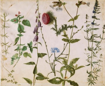 Ocho Estudios de Flores Silvestres de Albrecht Dürer