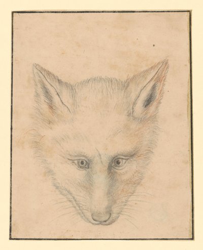 Cabeza de zorro, vista de frente de Albrecht Dürer