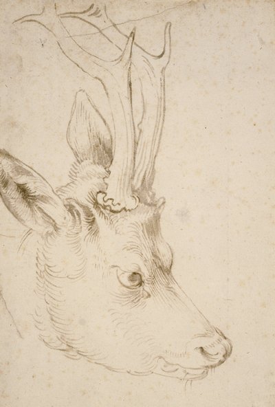 Cabeza de un Corzo de Albrecht Dürer