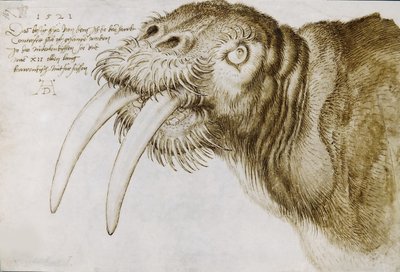 Cabeza de una morsa, 1521 de Albrecht Dürer